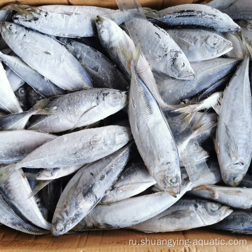 Фабрика прямая замороженная рыбацкая цена рыб